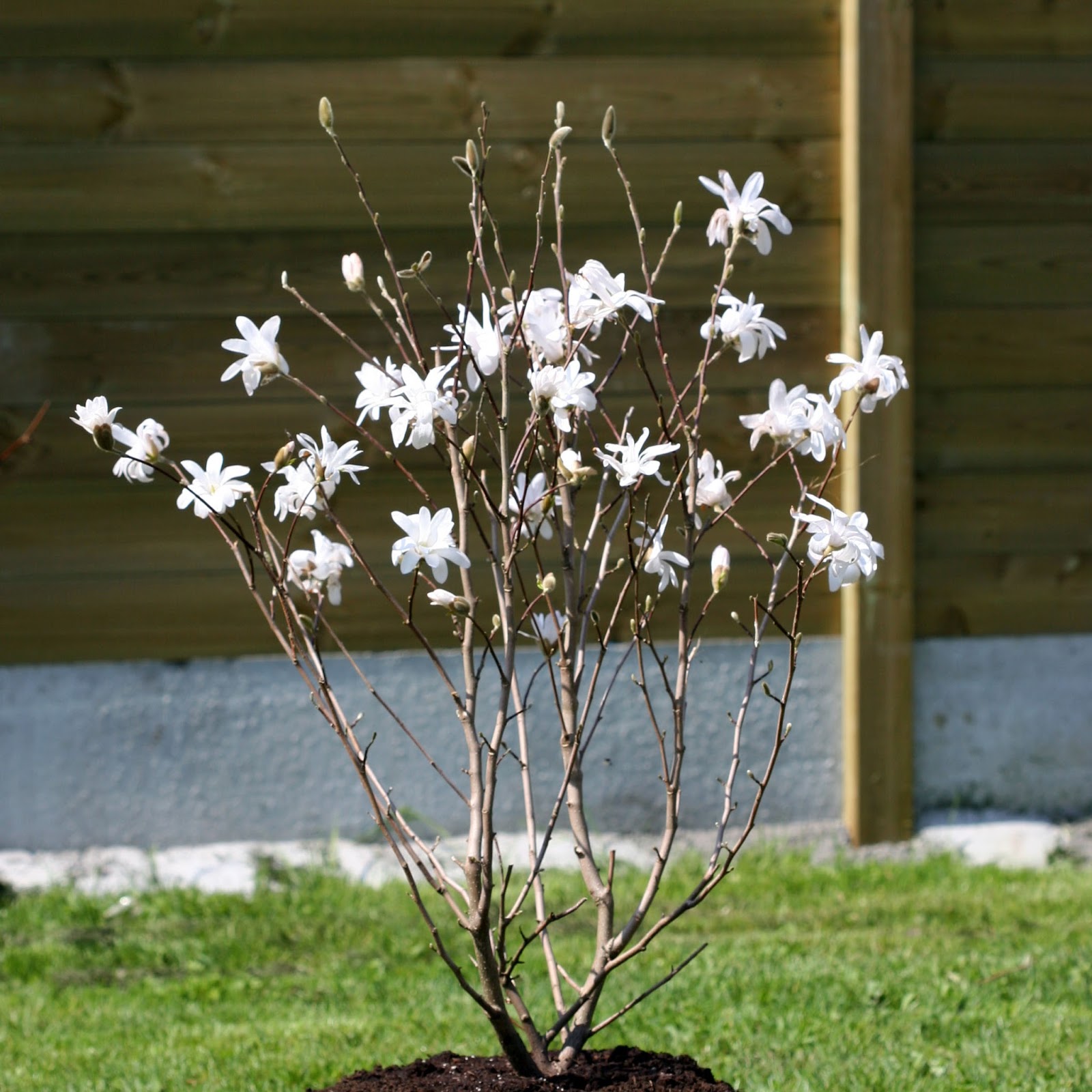 Arbres Ornementaux Jardin Lot De 3 Magnolias Soulangeana/Susan/Stellata -  Plants 30-40cm - Rustiques Floraison Printemps Magnolia Soulangeana Susan  Stellata, image size:1600x1600