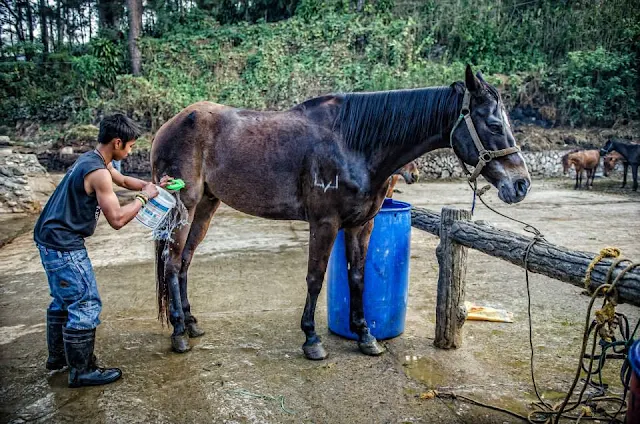 Photo documenting equine horse grooming is best candidly.