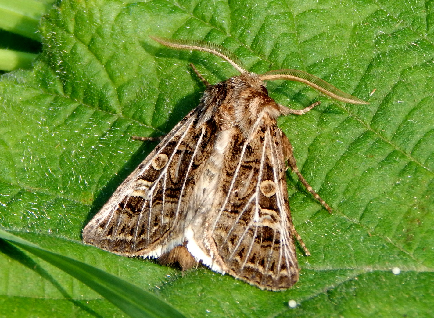 A year of my nature hunting Day 296 Fabulously Marked