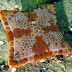 An amazing photo of A square biscuit starfish found off of Australia