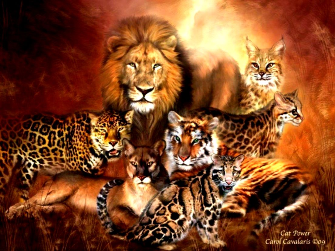 African Cats Wallpapers