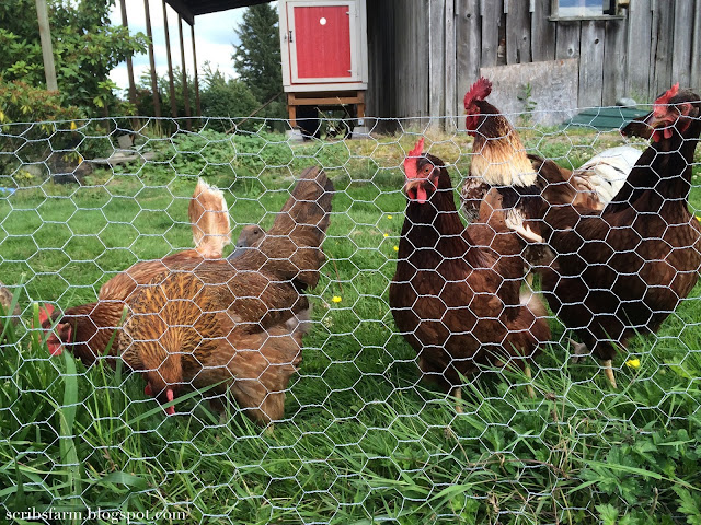 Backyard chickens 