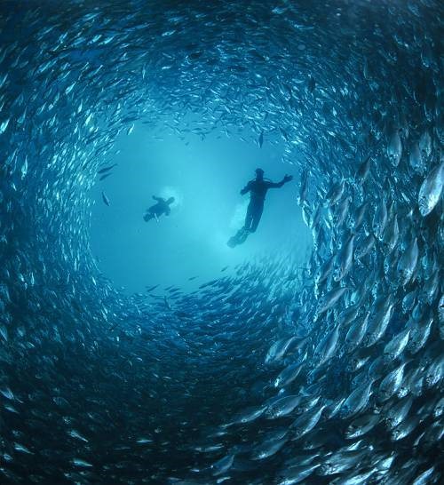 The Mirror: Amazing Underwater Photography