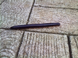 millipedes centipedes rid silverfish vs