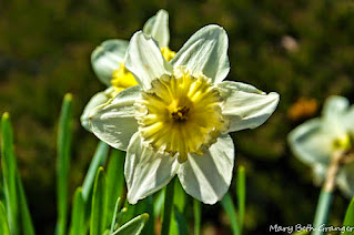 jonquil flower photo by mbgphoto