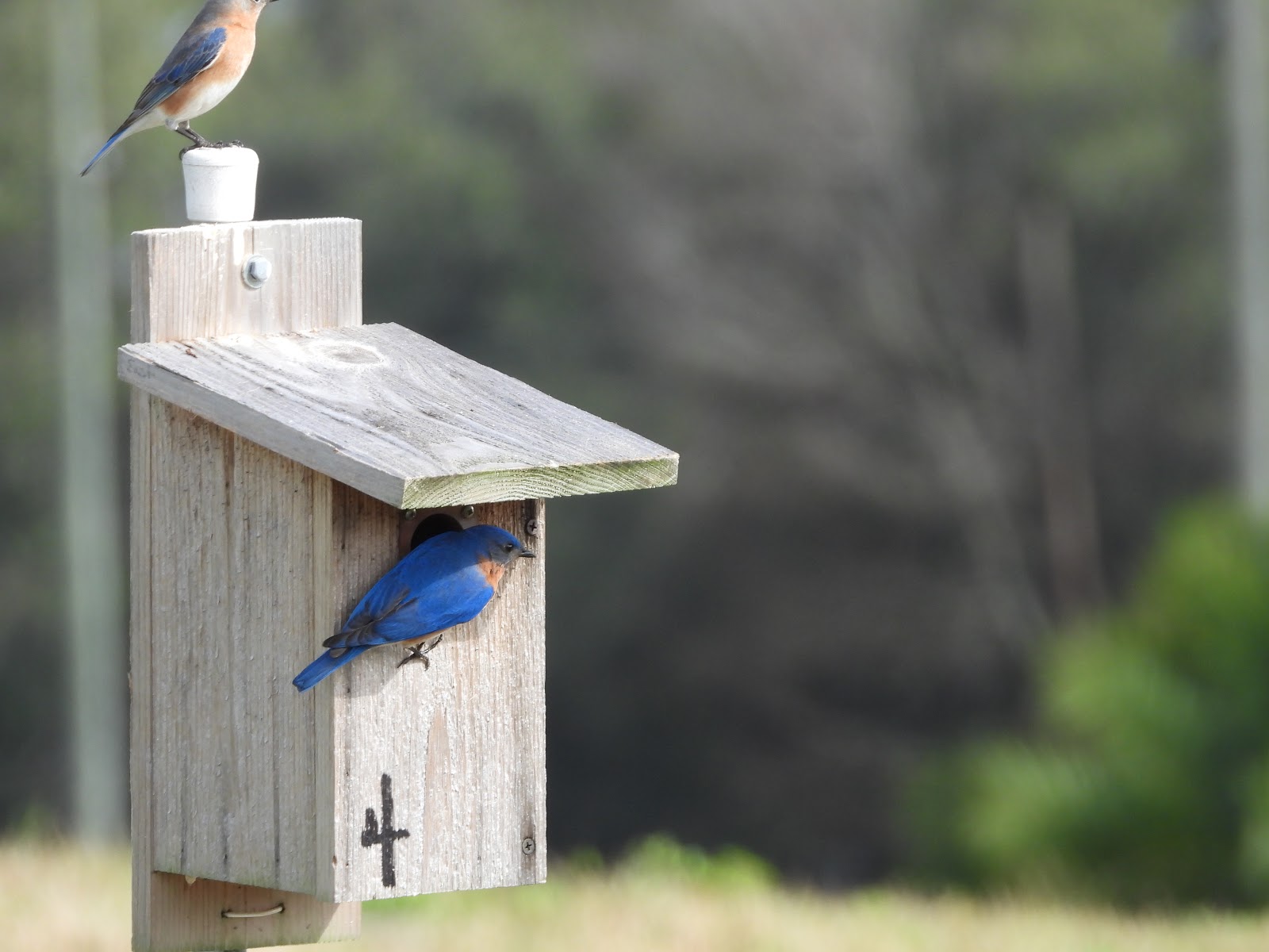 Bird & Travel Photos, Birding Sites, Bird Information MALE & FEMALE