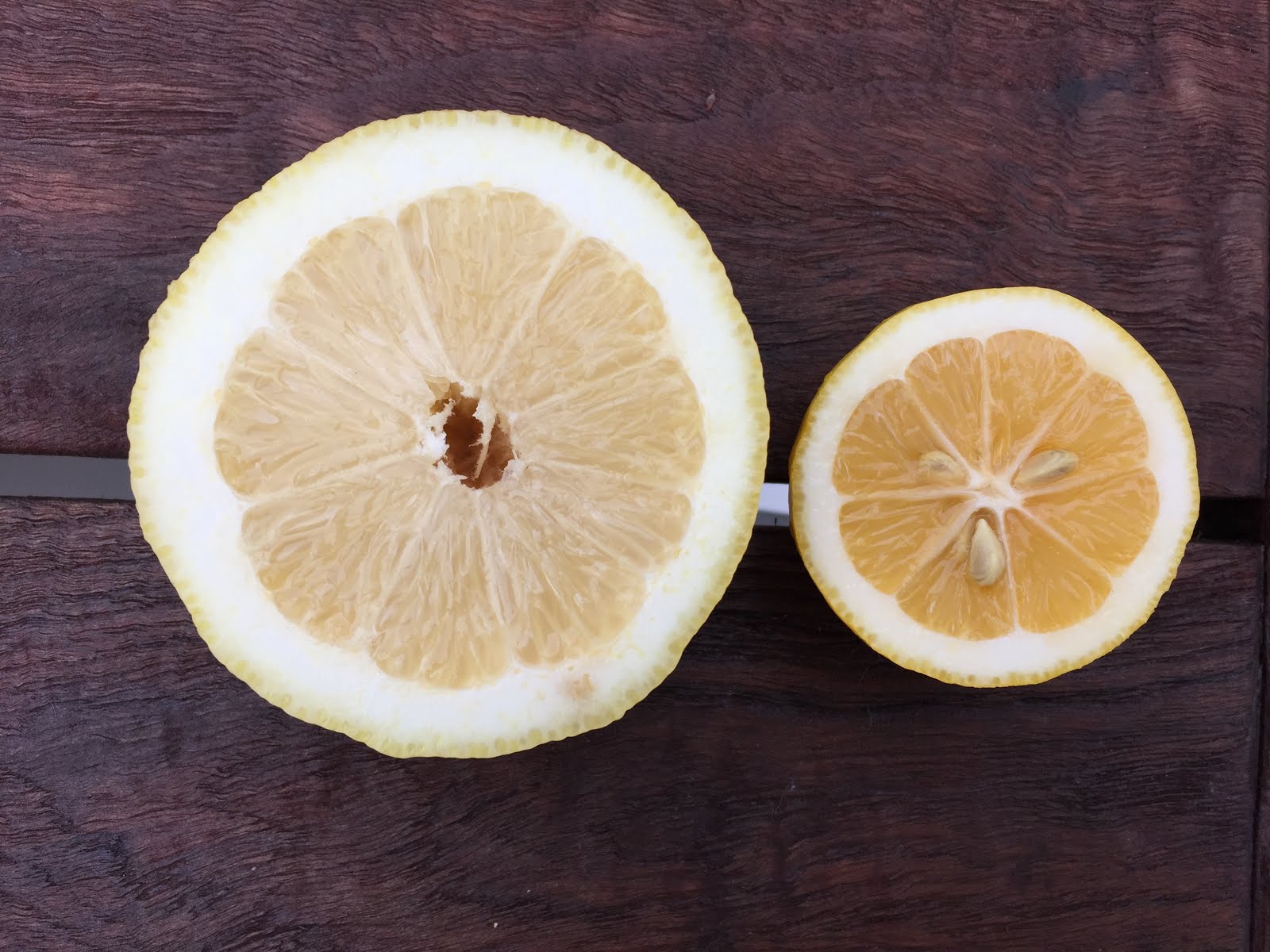 Citrus Enthusiast Meyer Lemons vs. Regular Lemons