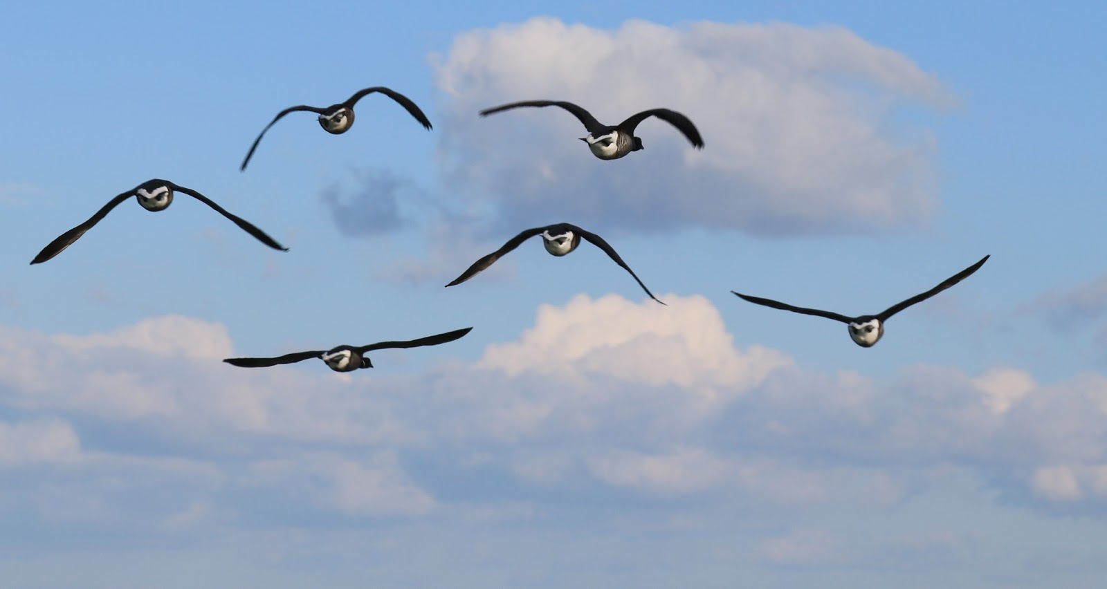 Picture of migrating birds. Picture of migrating birds.