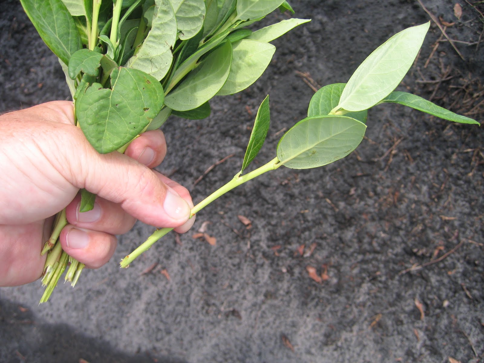 Как размножить садовую. Черенки жимолости. Черенки роз укоренение. Размножение ежевики верхушечными отводками. Размножение клубники усами.