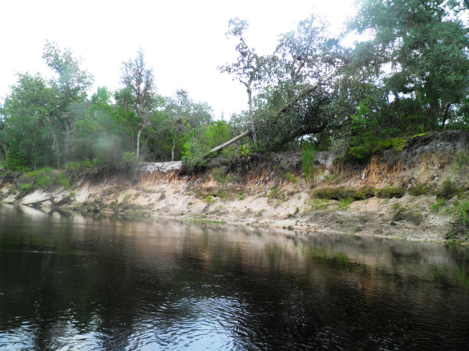 Views From Our Kayak Econlockhatchee River