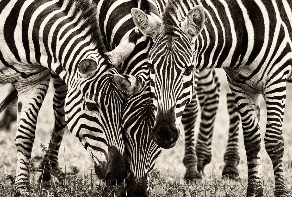 Cute Zebra Wallpapers 4