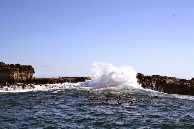 Seal Watching Cruise, Phillip Island