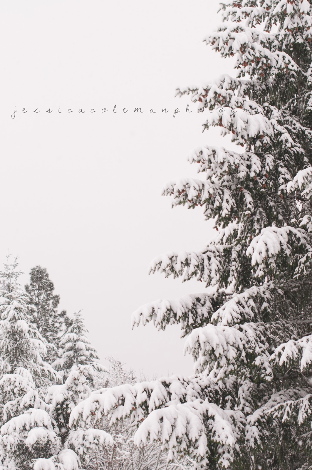 Jessica Coleman Photography: Oregon Snow Day!