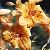 Jardines: diseño y cuidados