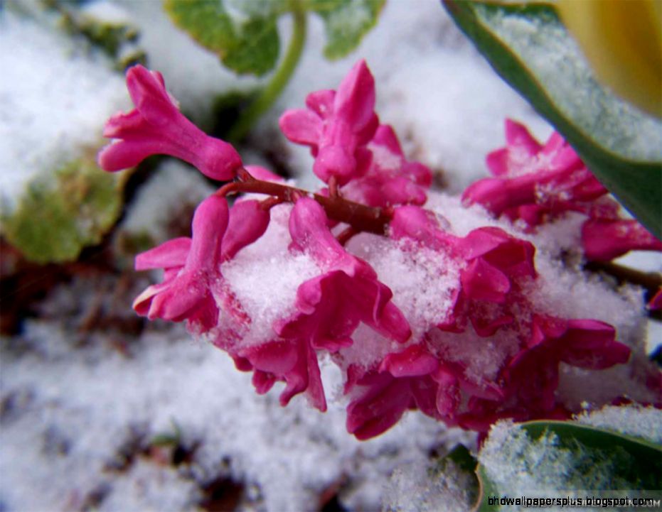 Winter Flowers wallpapers   Crazy Frankenstein