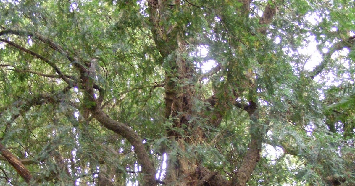 The Greenman Great Trees of Wales 2 Nevern's Bleeding Yew