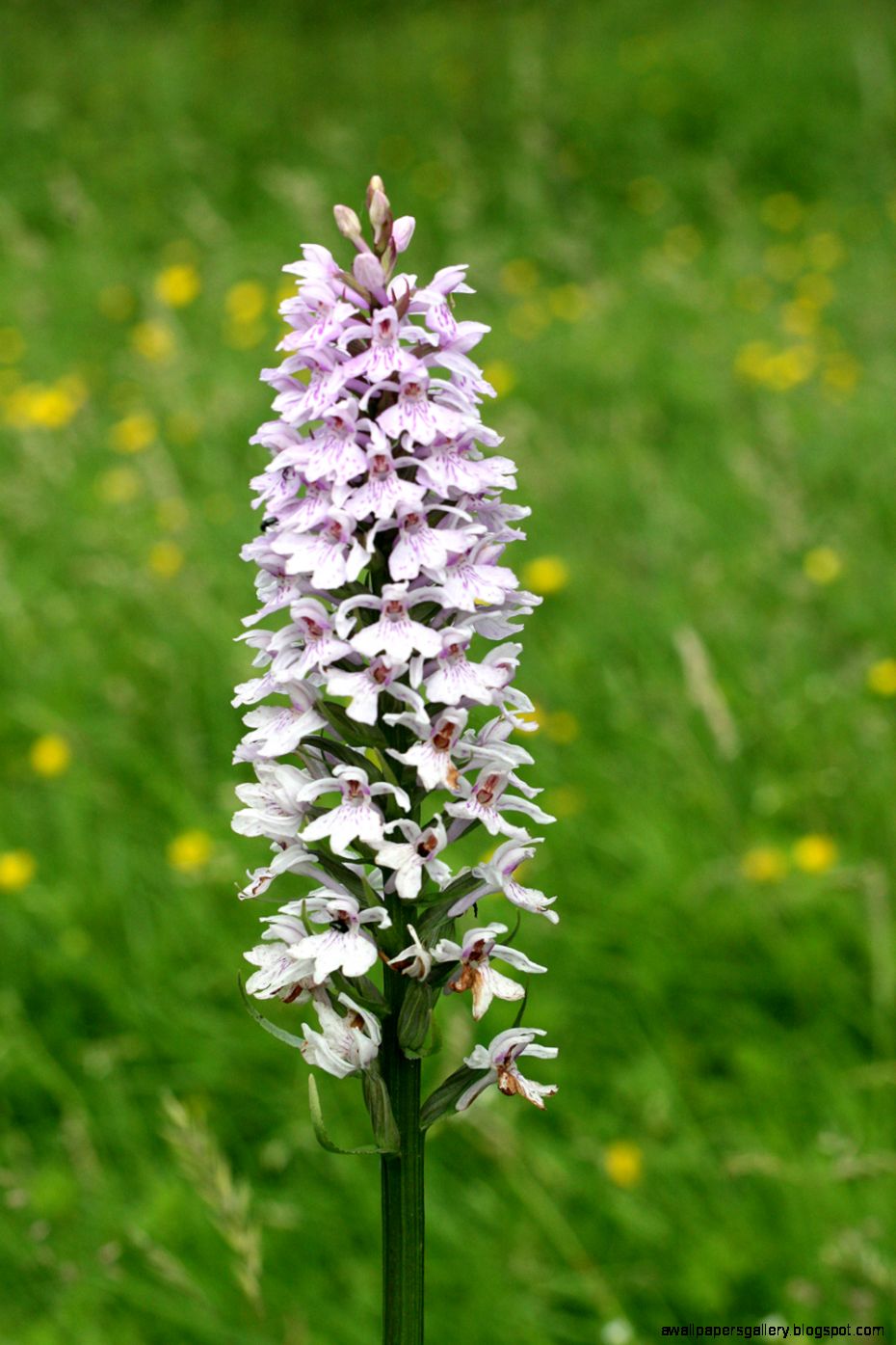 Wild orchid seed for sale  Wild Flower Lawns  Meadows  Buy