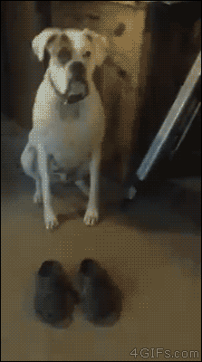 Funny animal gifs - part 202, best funny gif, funny animals