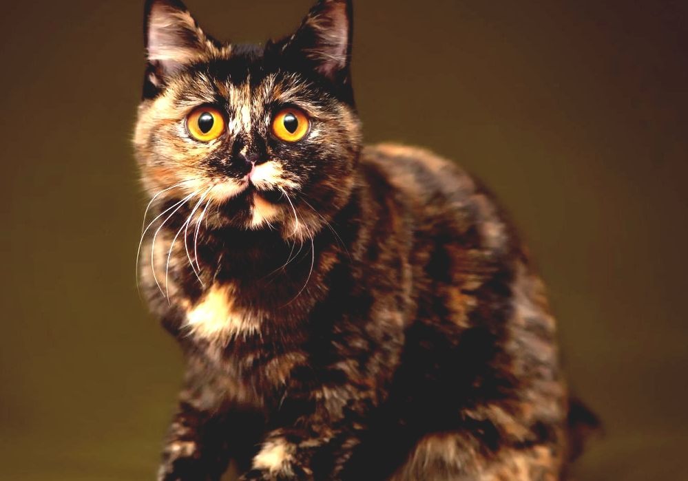 Tortoiseshell Cat Tortoiseshell Cat Temperament
