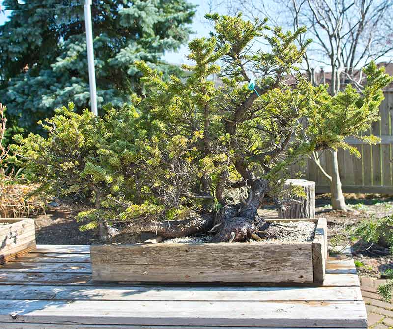 Walter Pall Bonsai Adventures Colorado Blue Spruce 1