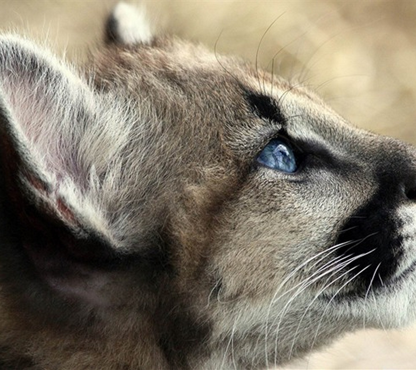 Animal Wallpaper Puma Pictures Wild Funjooke - JoBSPapa.com