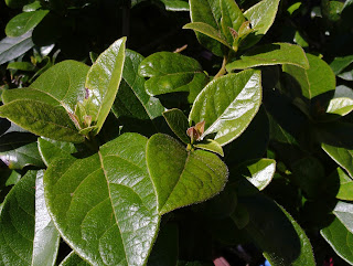 Healthy viburnum foliage after treatment Green Fingered Blog