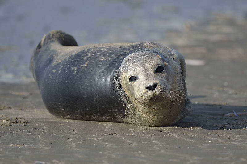 Outdoor Photography Gewone en Grijze zeehond