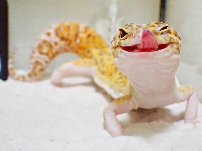 This Adorable, Smiling Gecko Will Definitely Make Your Day