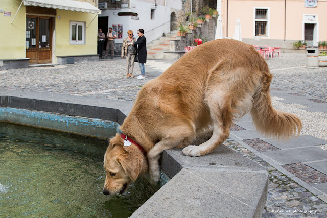 RIVIERA DOGS: Balancing Act!