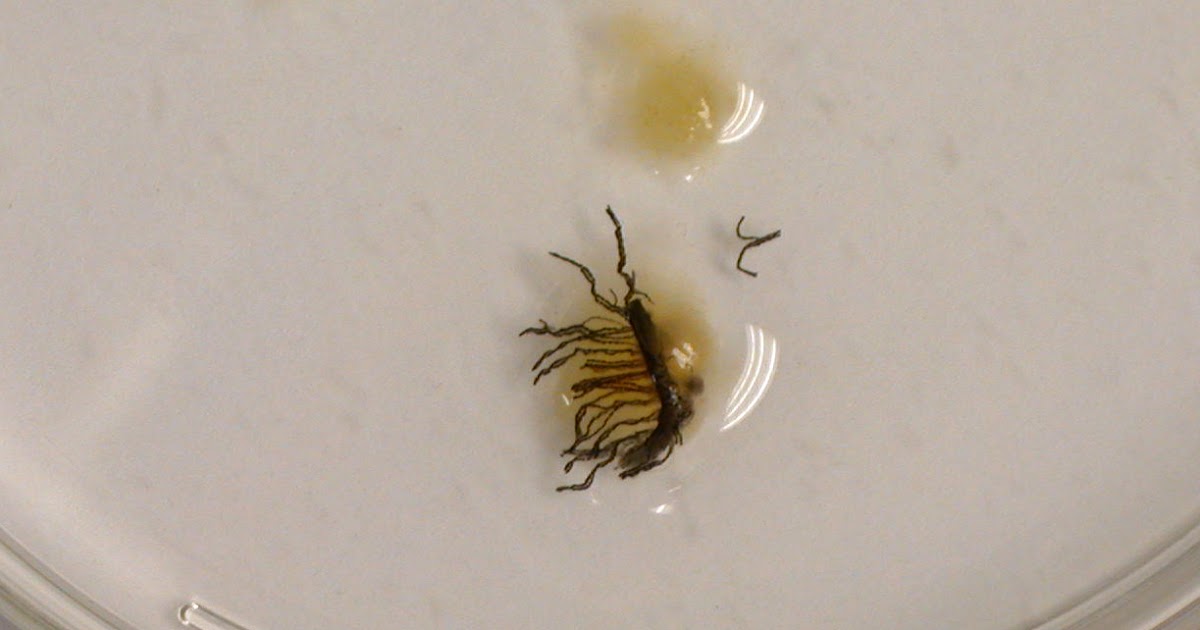 Creepy Dreadful Wonderful Parasites: Case of the Week 468