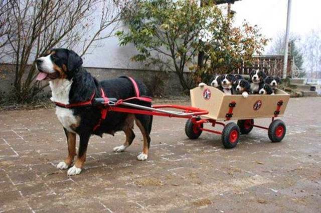 Dog pulls cart filled with puppies