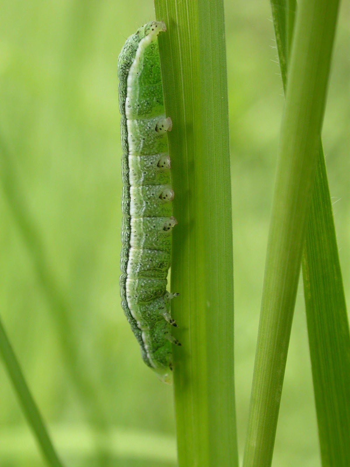 Combien De Pattes A Une Chenille Arnaud Bayle: Insectes & Cie