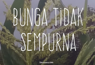  Bunga  Tidak  Sempurna  Contoh dan Pengertian Ilmusiana