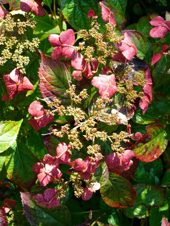 Mon Jardin Entre Terre Et Mer Yoraku Tama