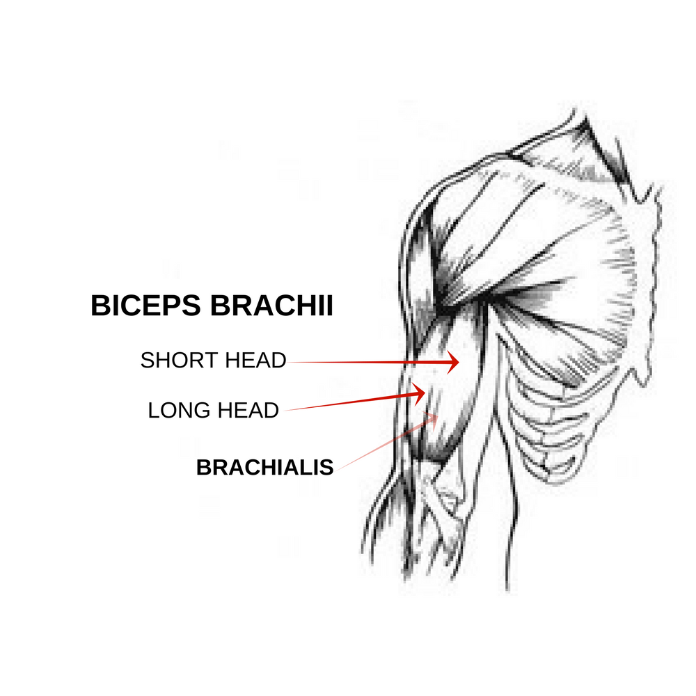 Grow your Biceps NOW! [Anatomy and Exercises Explained]