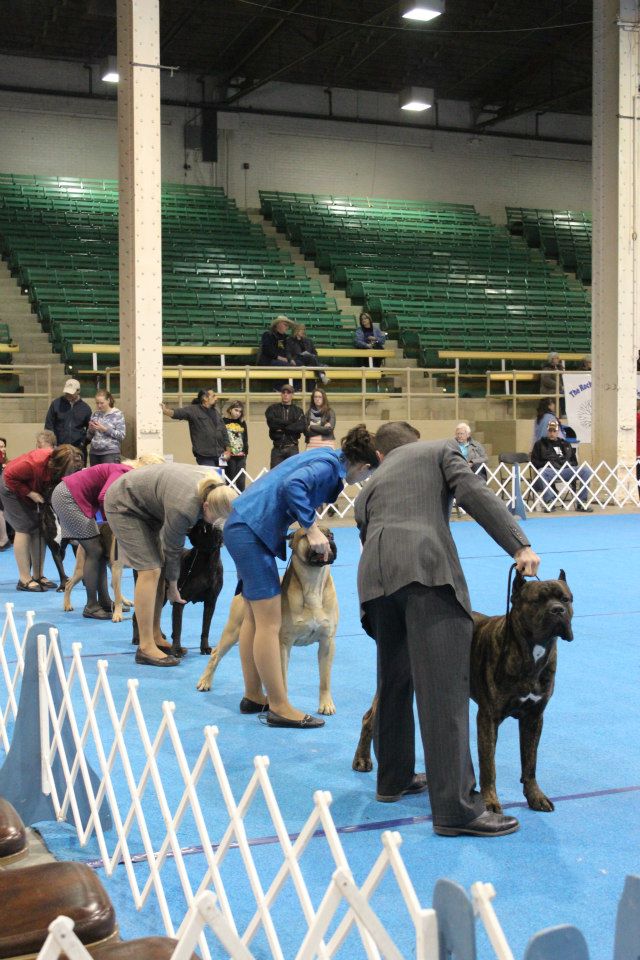 Windy Pine Cane Corso News Denver Show