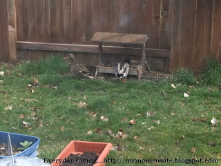 photo of ducks eating from our feeder