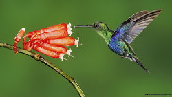 birds wallpapers flying bird android while sparrow desktop colorful fly pretty
