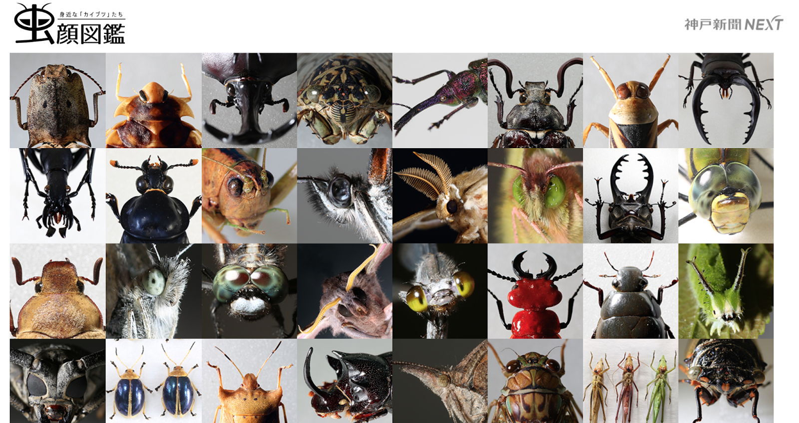 Status 703 昆虫好きな人にはたまらない 神戸新聞nextで虫顔図鑑を見よう
