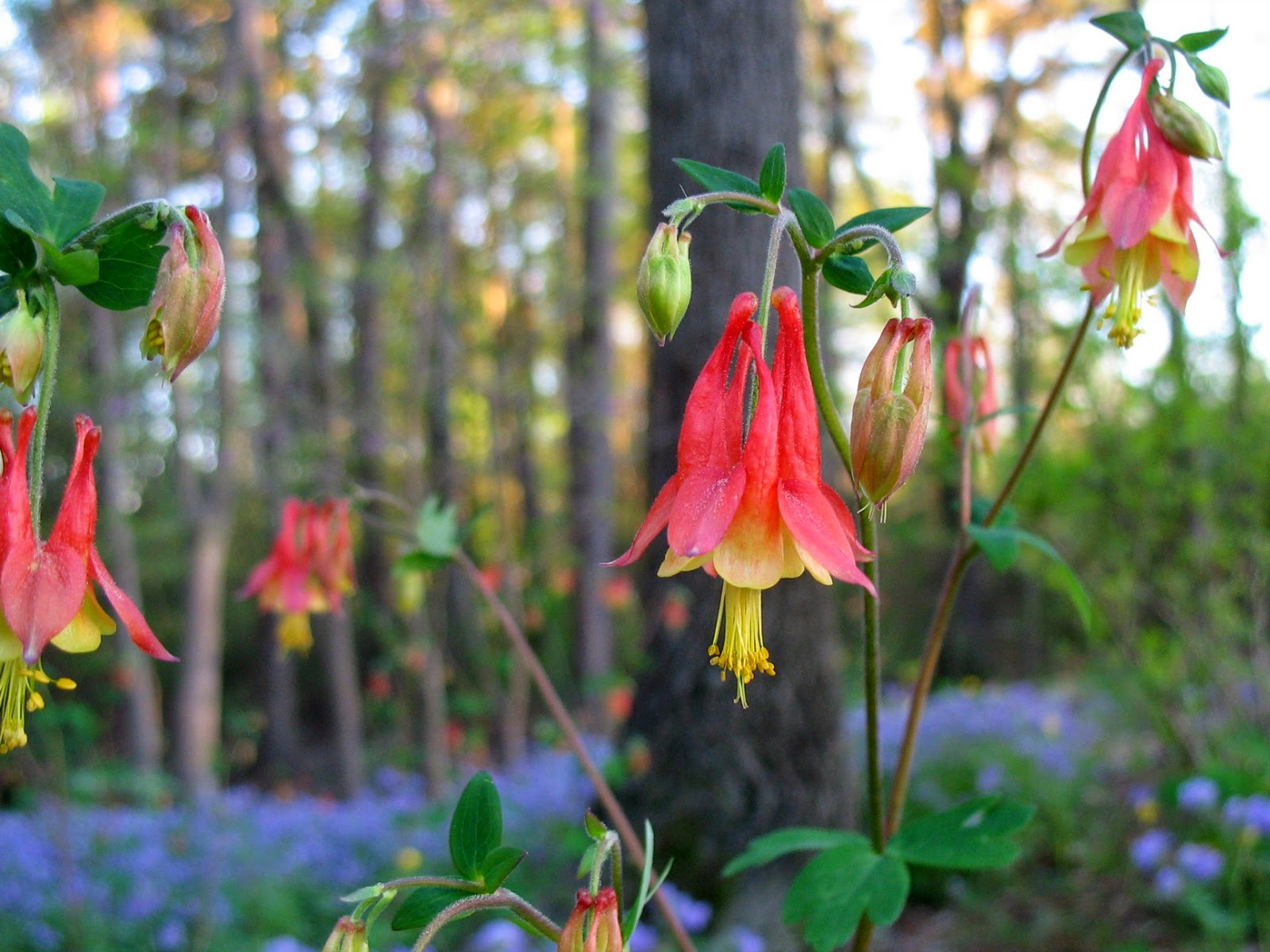 Using Georgia Native Plants: Awesome, Easy, Native Perennials for