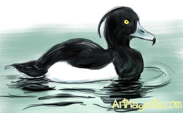 Tufted Duck sketch painting. Bird art drawing by illustrator Artmagenta