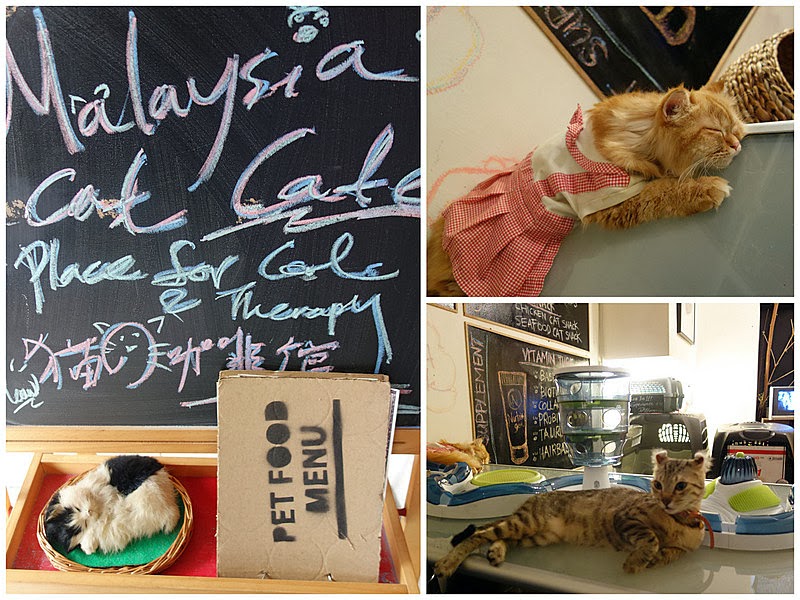 Malaysia Cat Cafe (The Country Cat Cafe)