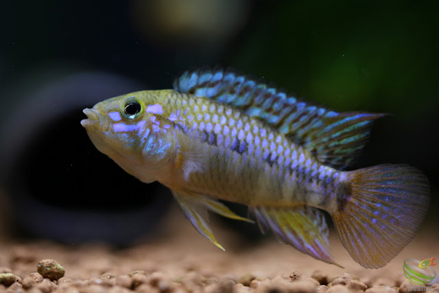 Apistogramma cf. ortegai (Pebas)