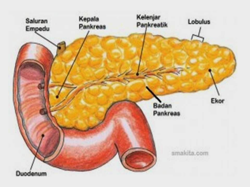 Maria Poppy's Blog: Anatomi Fisiologi Sistem Pencernaan DIII-B Notulen
