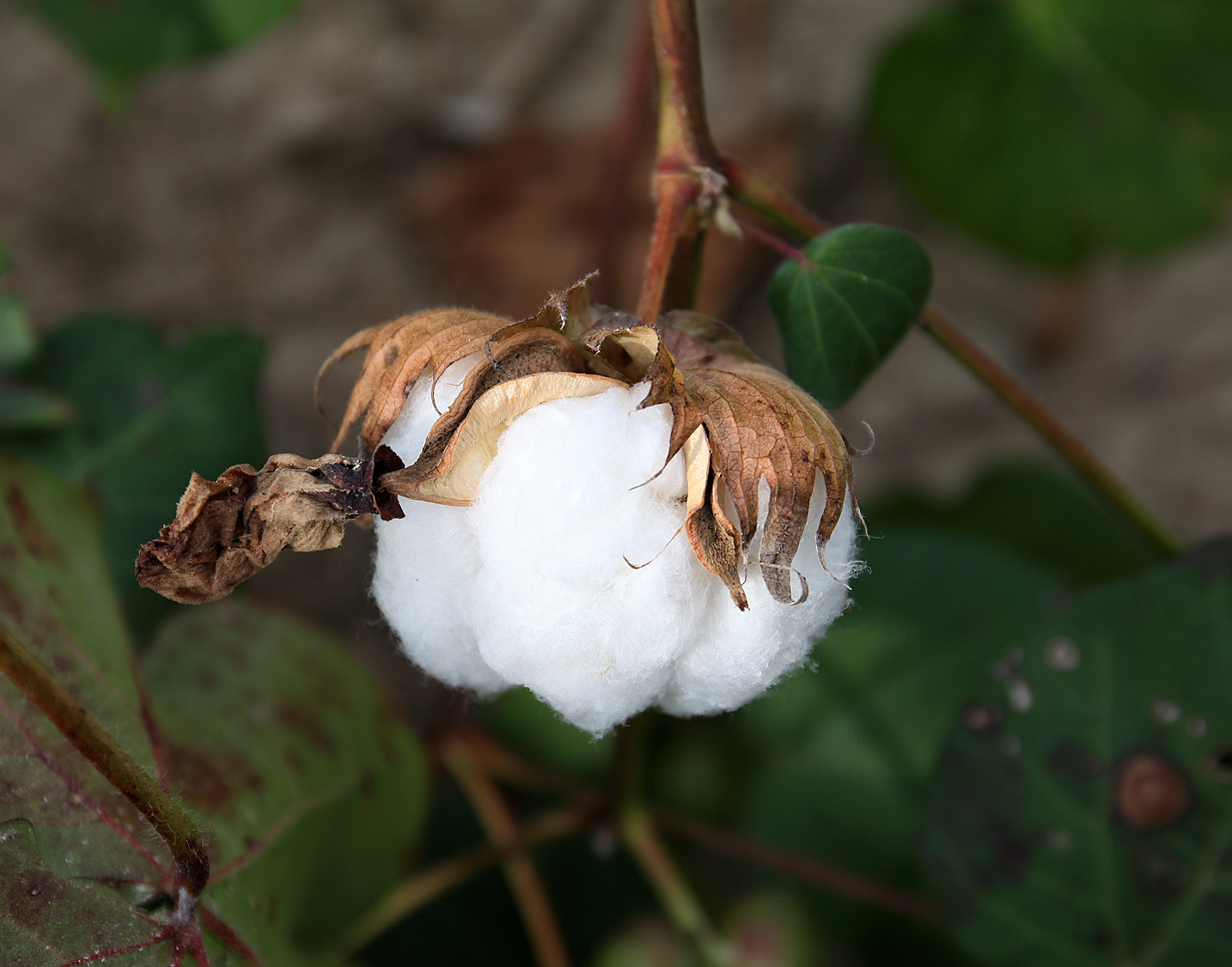 Southern Lagniappe The Joys of a Cotton Patch