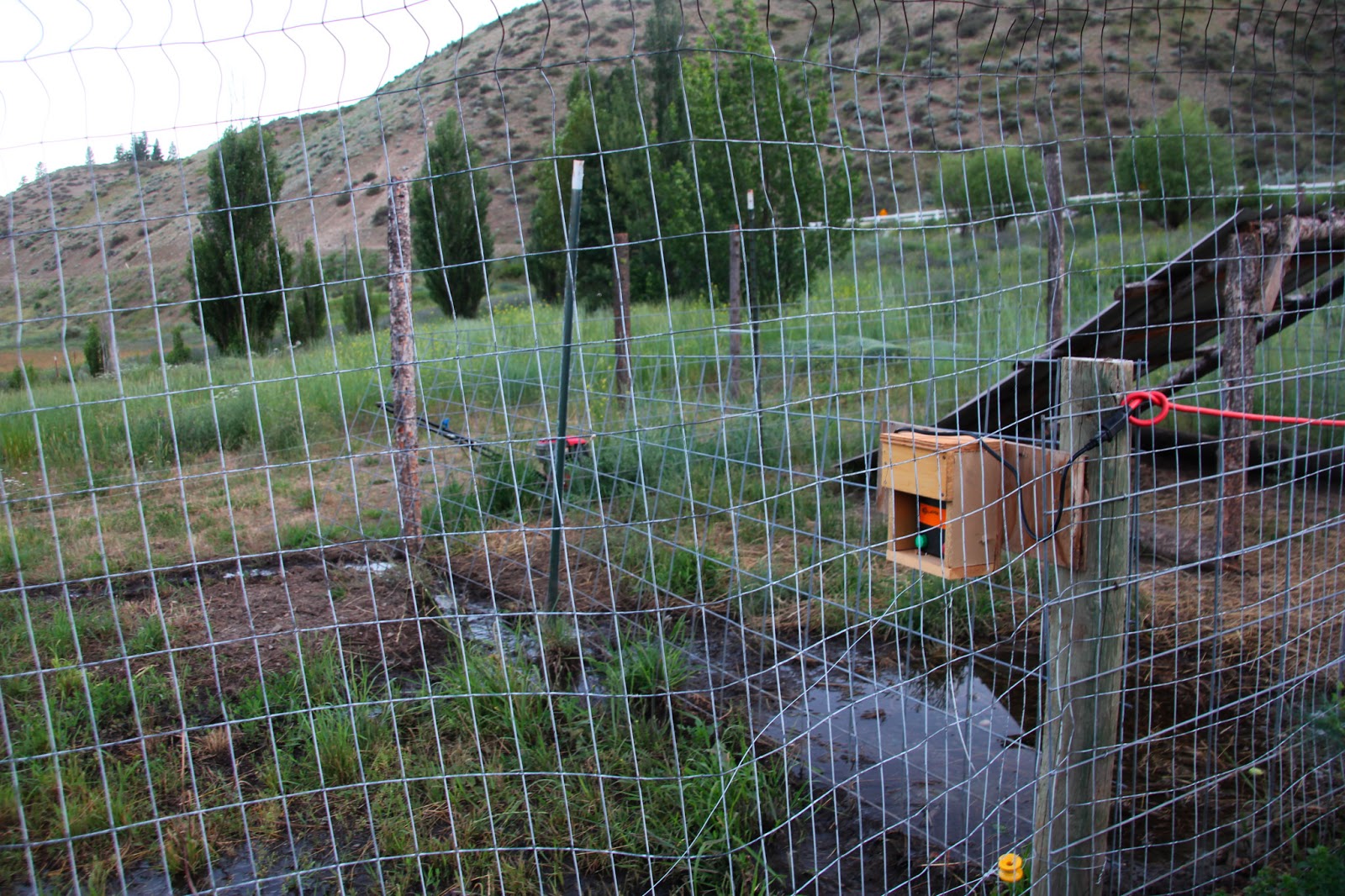 Down by the Creek Electric fencing for the pigs