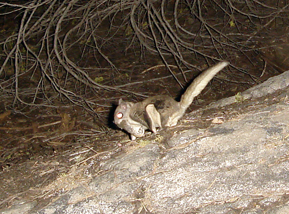 Camera Trap Codger: Carnivorous squirrel