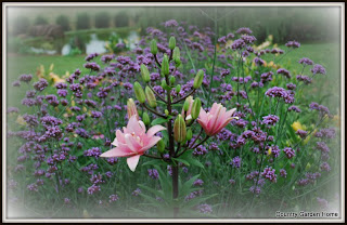 Verbena bonariensis and Asiatic lily