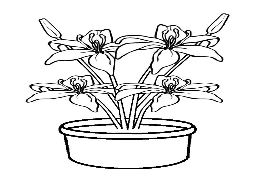 mewarnai gambar bunga kenanga