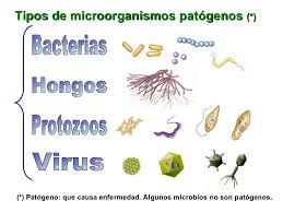 Tipos  Microorganismos